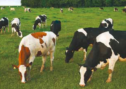 krowy 4330