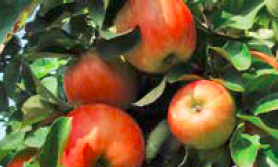 poprawa wybarwienia jabłek