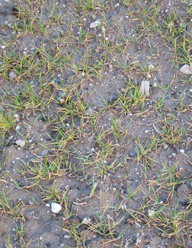 Zbyt niskie pH gleby hamuje rozwój systemu korzeniowego i rośliny się nie krzewią
