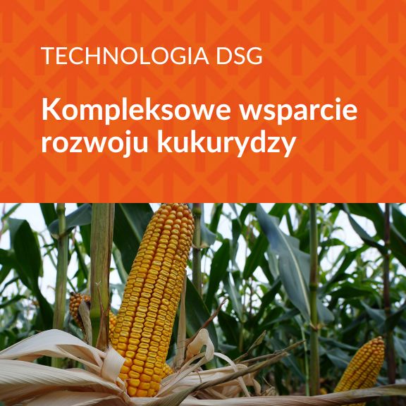 DSG Kukurydza - technologia kompleksowego wsparcia rozwoju kukurydzy