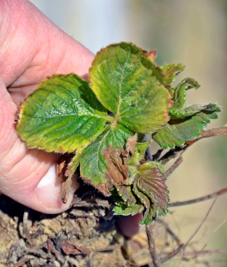 Roślina truskawki uszkodzona przez herbicyd