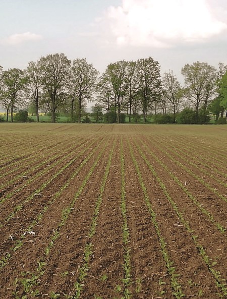 Równomierne wschody na uregulowanym pH gleby