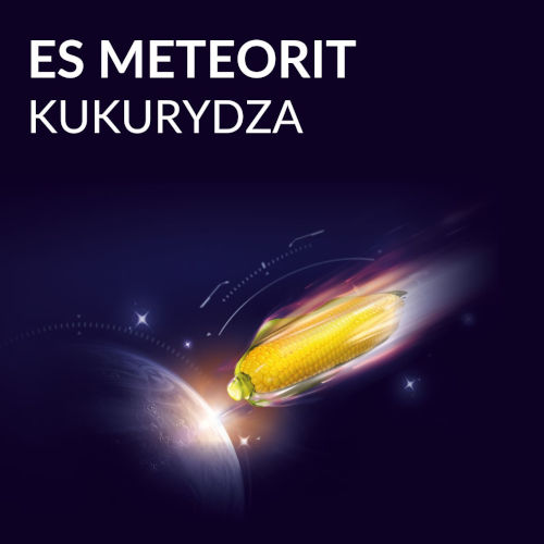 kukurydza FAO 230-240 - ES Meteorit
