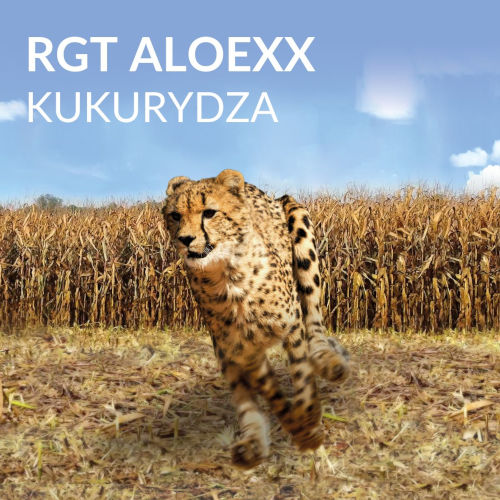 RGT Aloexx kukurydza FAO 220