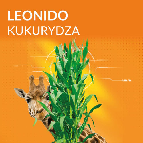 Odmiany kukurydzy na kiszonkę - Leonido o FAO 270