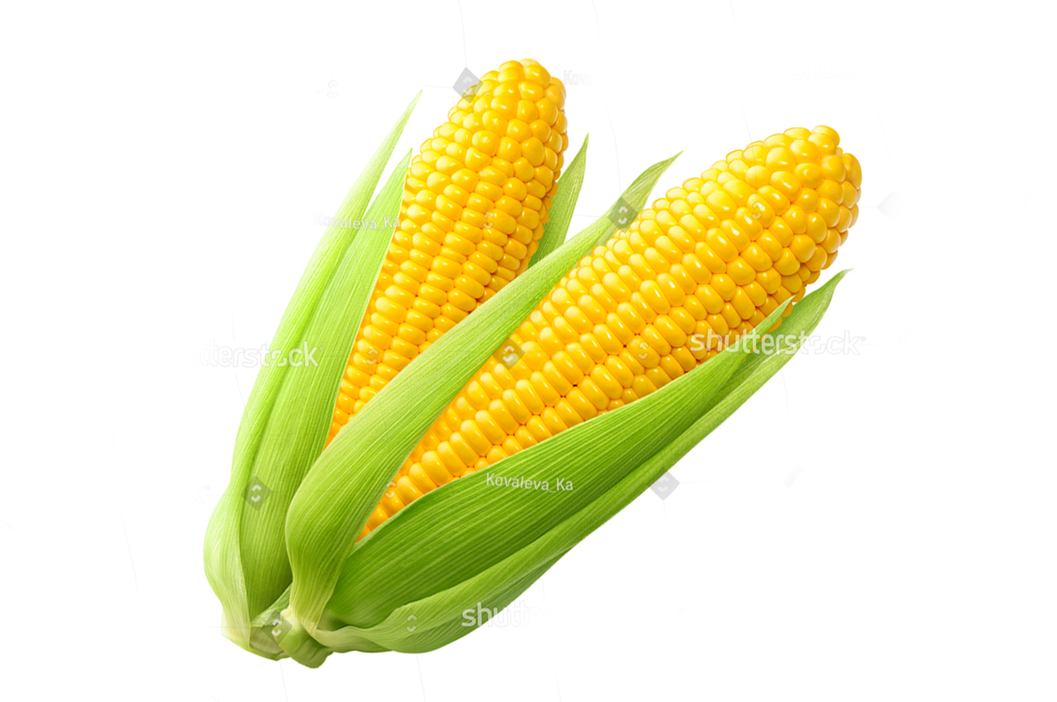 stock photo sweet corn ears isolated on white background as package design element 788703301