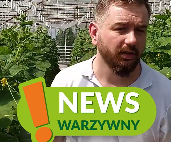 news warzywny 4