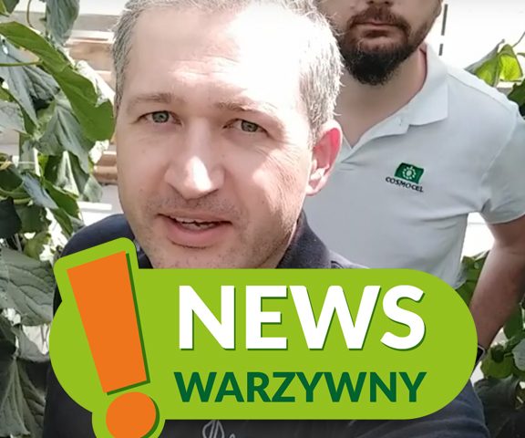 news warzywny 5