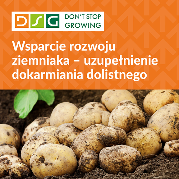 DSG ziemniak agrotechnika 576x