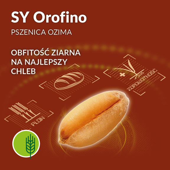 2021 07 21  Odmiana Orofino 576px