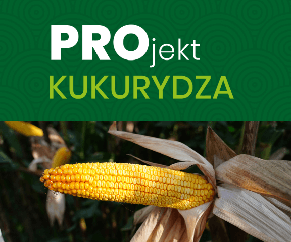 PROjekt kukurydza sprawdzone odmiany osadkowski
