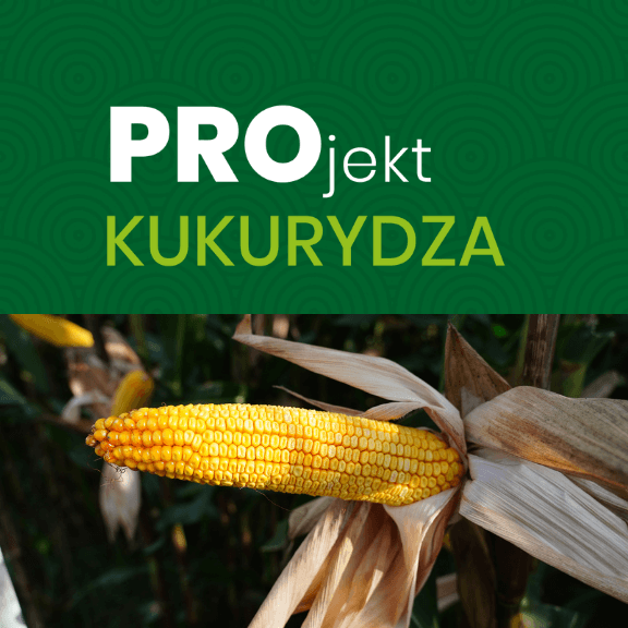 PROjekt kukurydza sprawdzone odmiany osadkowski