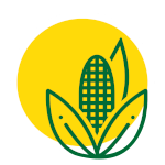 uprawa kukurydzy nasiona