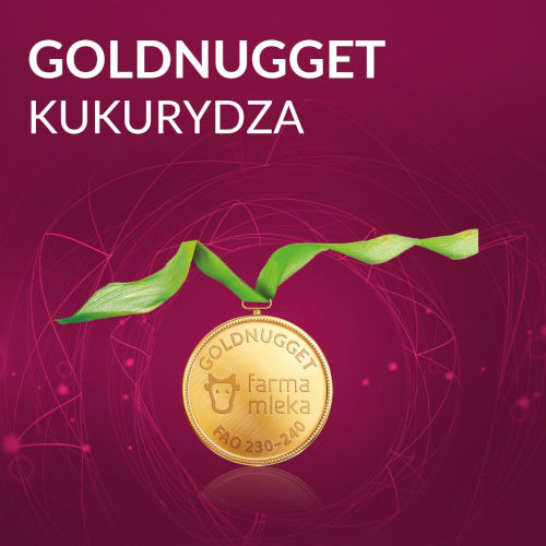 Goldnugget - Kiszonka z kukurydzy jak złoto