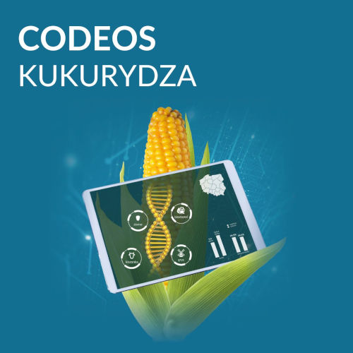 kukurydza FAO 240 - Codeos