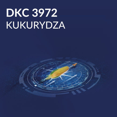 kukurydza FAO 270 - DKC 3972