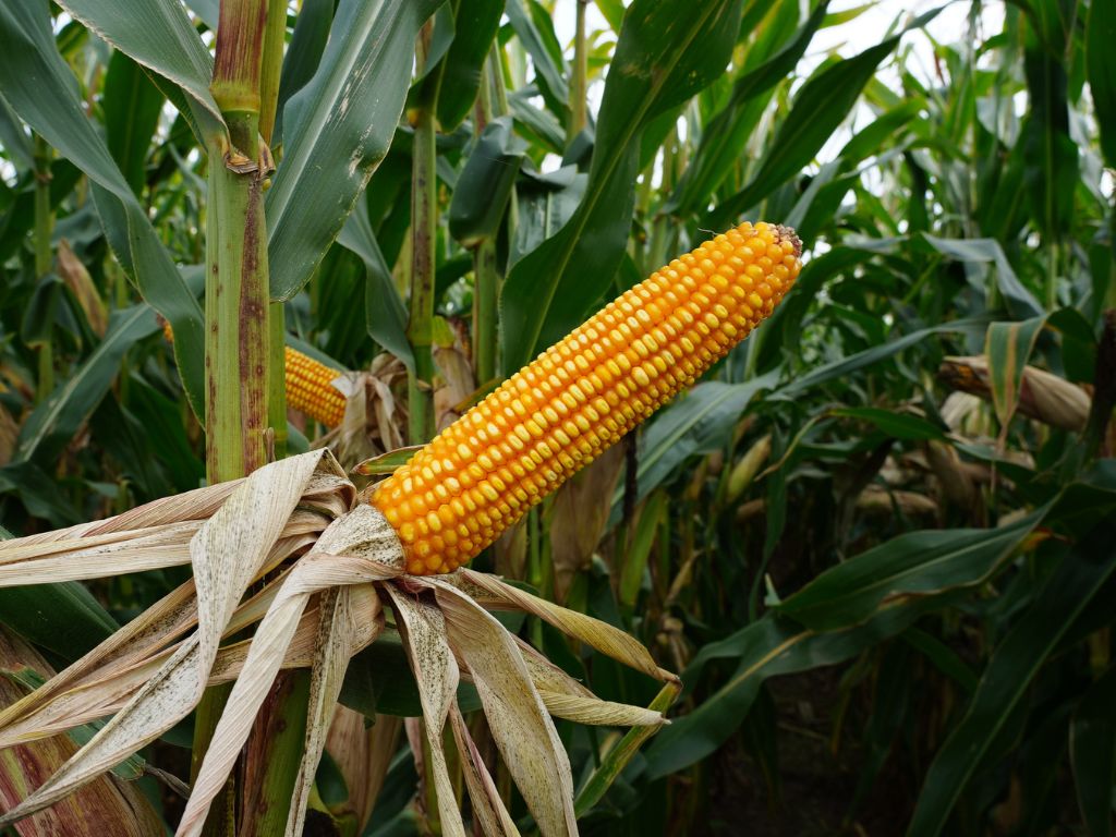Odmiany kukurydzy - poznaj zwycięski skład