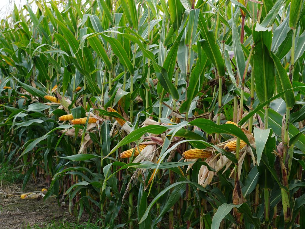 Poletka demonstracyjne kukurydzy