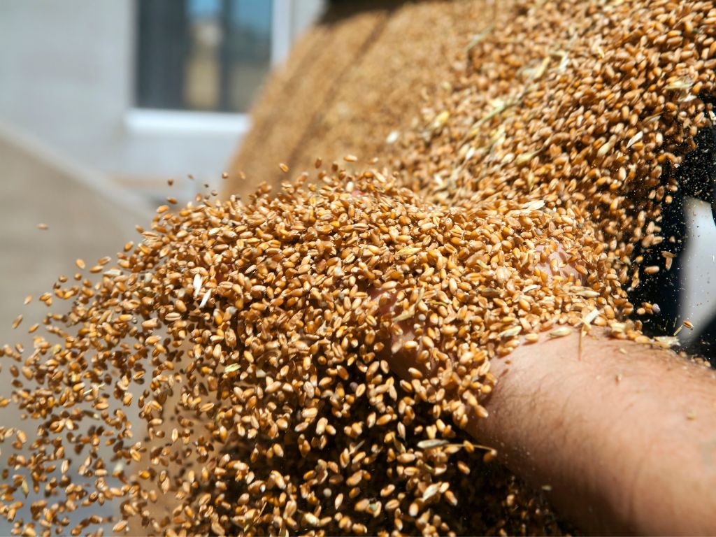Produkcja nasion pszenicy