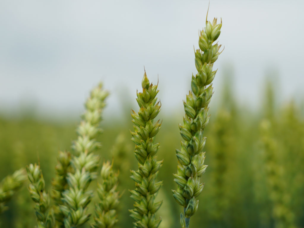 Produkcja nasion - jakość kłosa wpływa na wysokość plonu