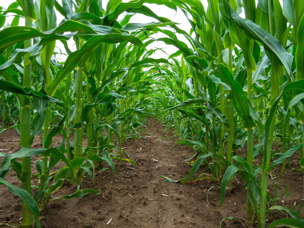 Wysoki plon to jeden z czynników przy wyborze nasion kukurydzy