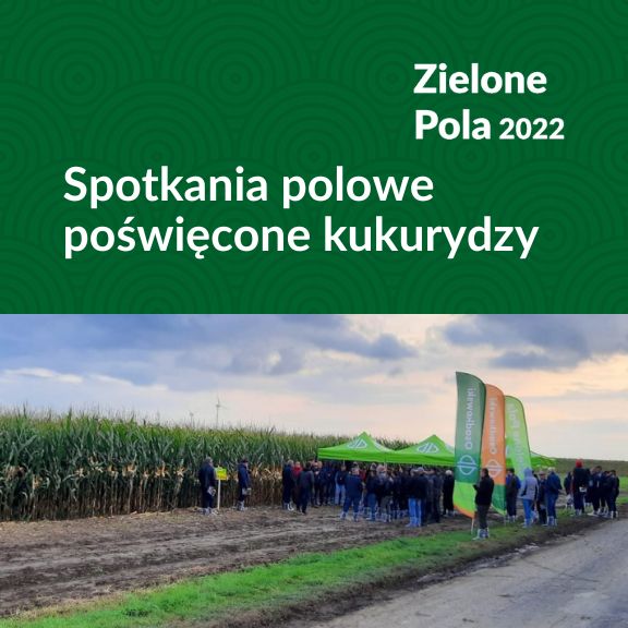 Zielone Pola Kukurydza