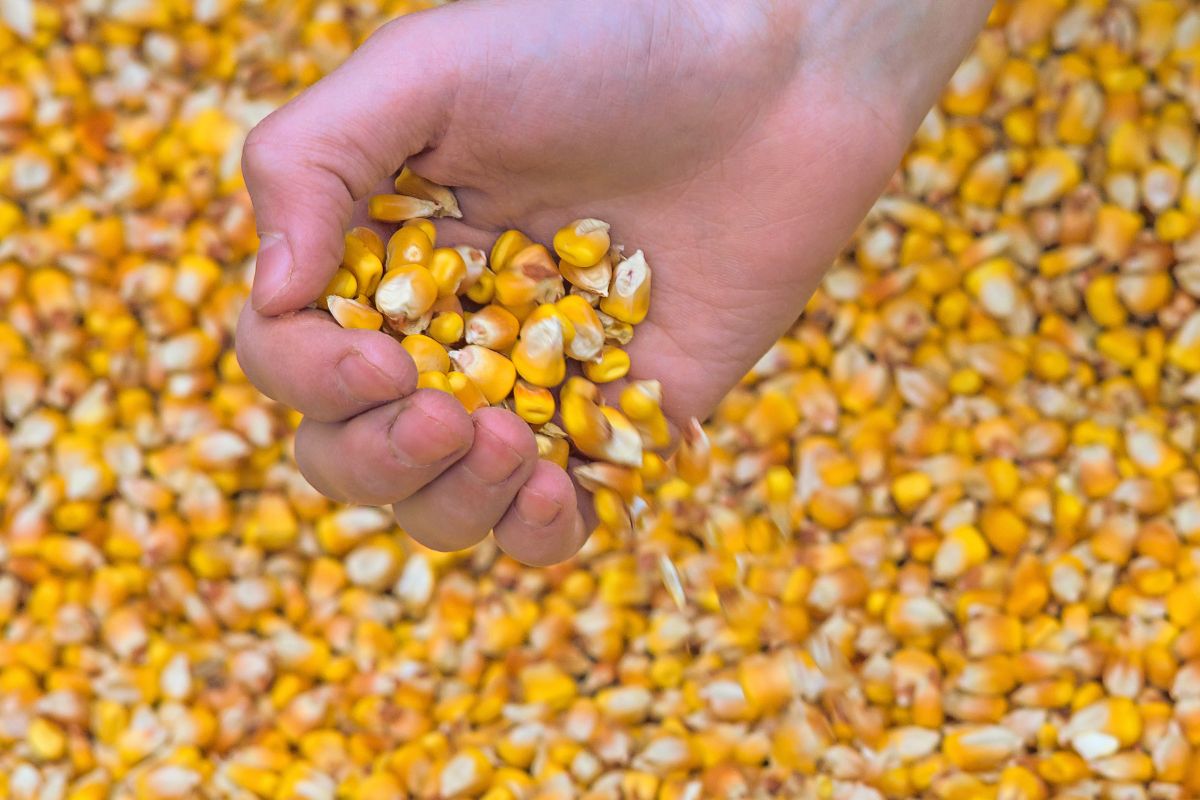 Odmiany kukurydzy na ziarno