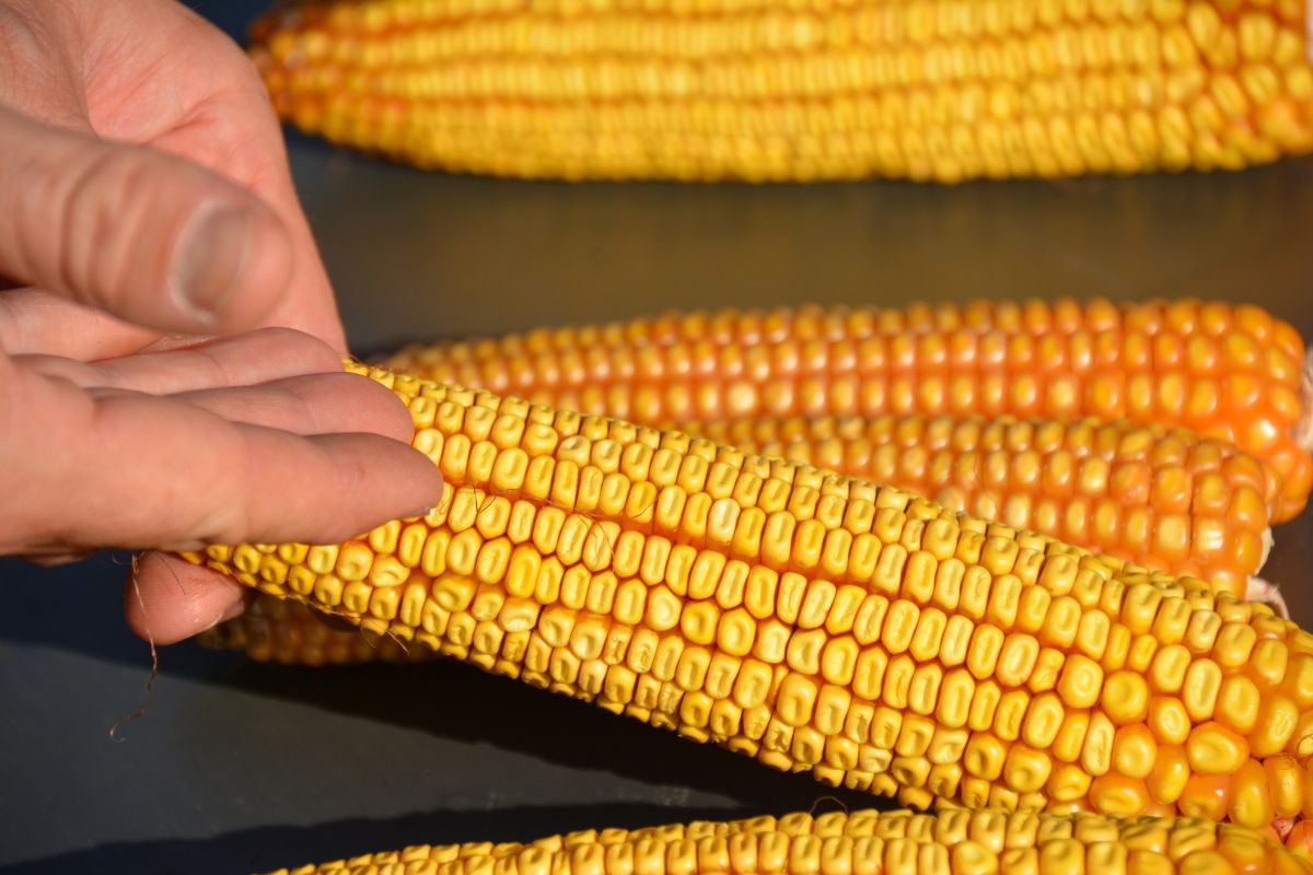 Wysoki plon to jeden z czynników przy wyborze nasion kukurydzy