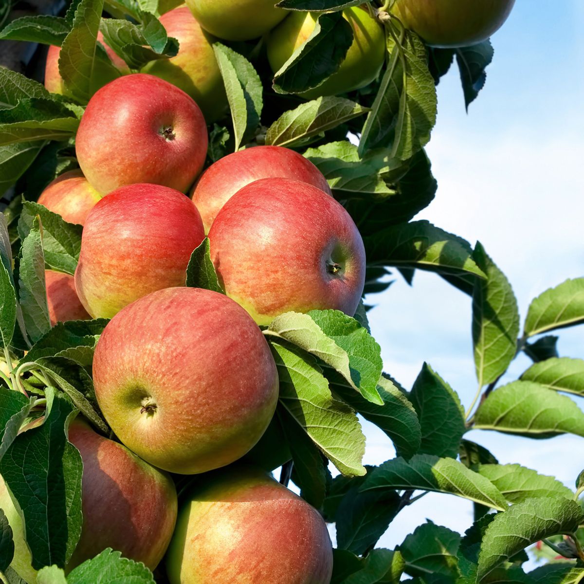 uprawy sadownicze - jabłoń