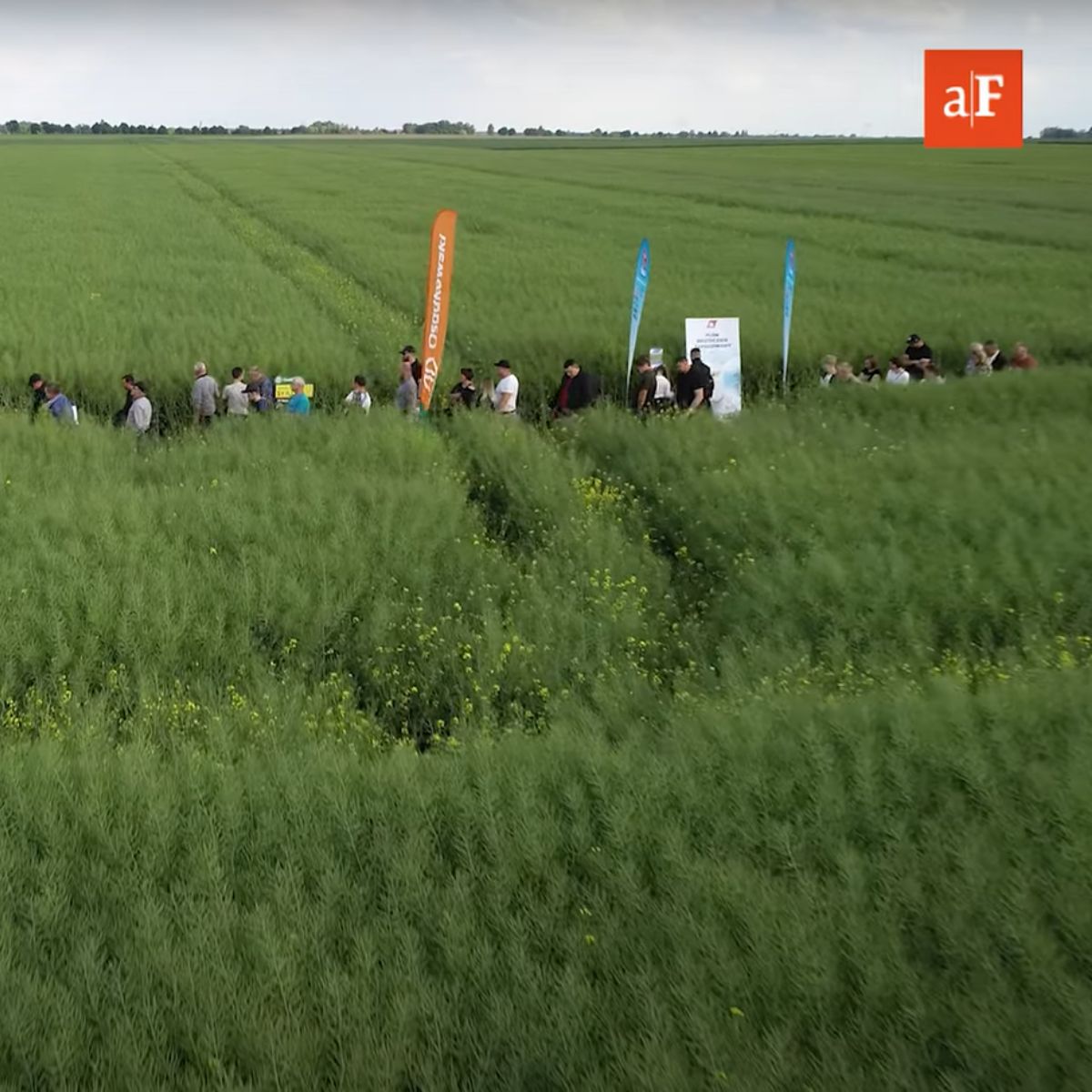 agroFakt - odmiany rzepaku 2022