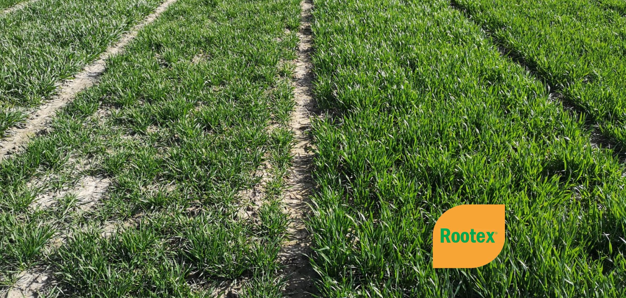 Rootex efekty zaprawiania pszenicy
