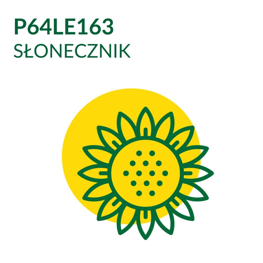 Nasiona słonecznika P64LE163