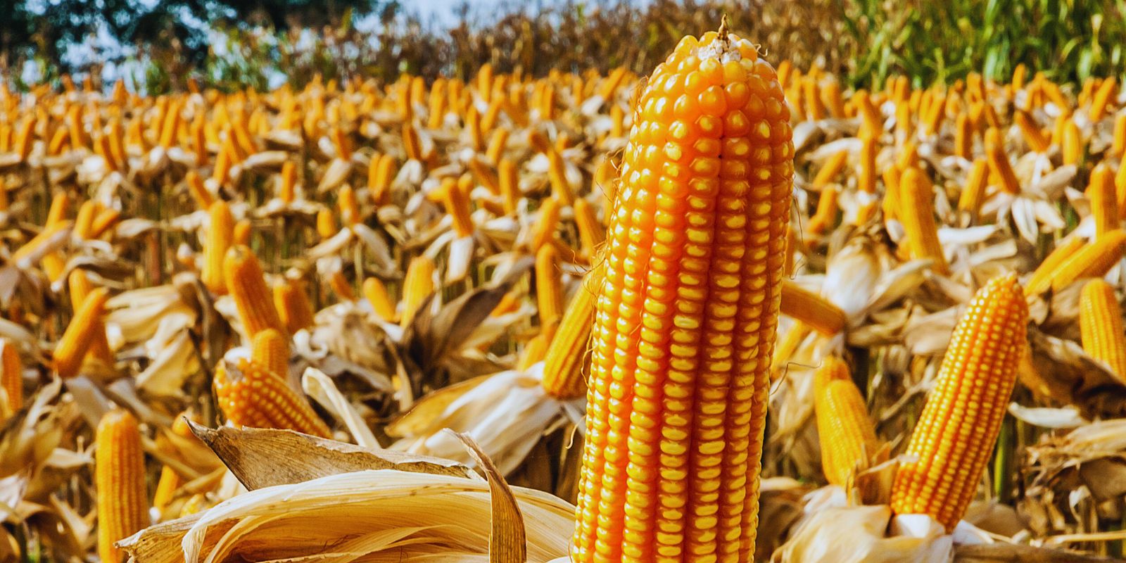 Wyższy plon kukurydzy