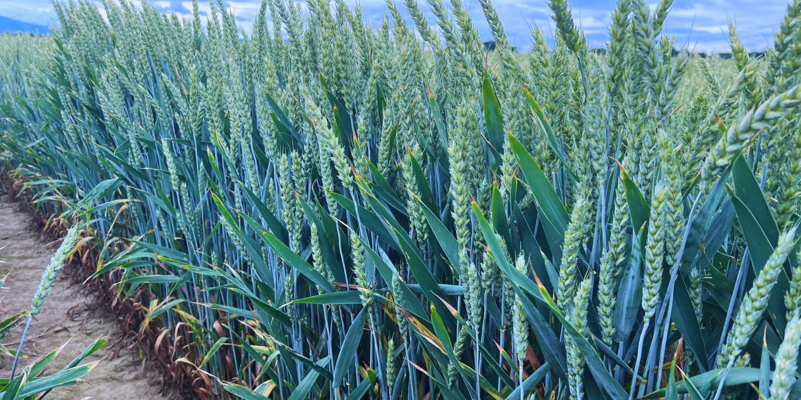 Zabieg T3 chroni rośliny zbóż