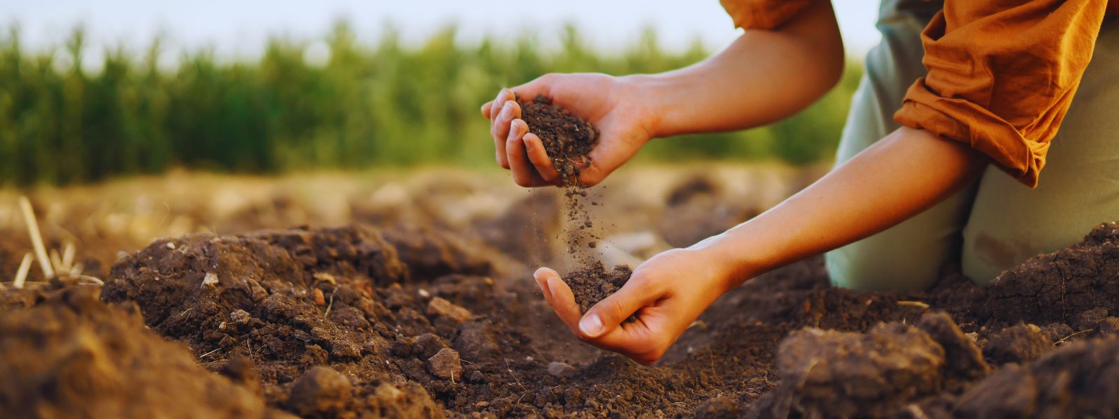 Żyzność gleby - jak wpływa na nią Convert WG